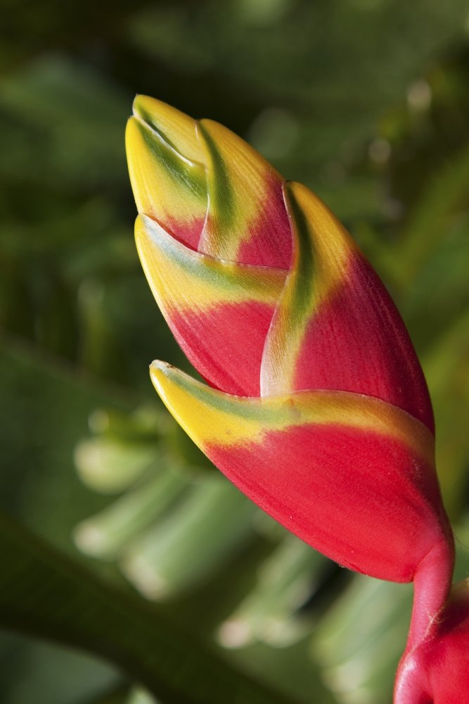 Close-Up Of Lobster-Claw Heliconia Flower Maui Hawaii United States Of America Poster Print By Jenna Szerlag Design Pics (11 X 1