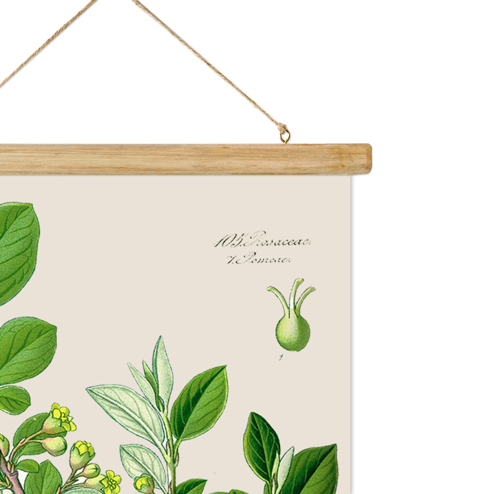 ABoby Vintage Hanging Poster  Illustrative Reference Plant Poster  Retro Style of Botanical Wall Art Prints  Printed on Linen with Wood Frame  Ready to Hang