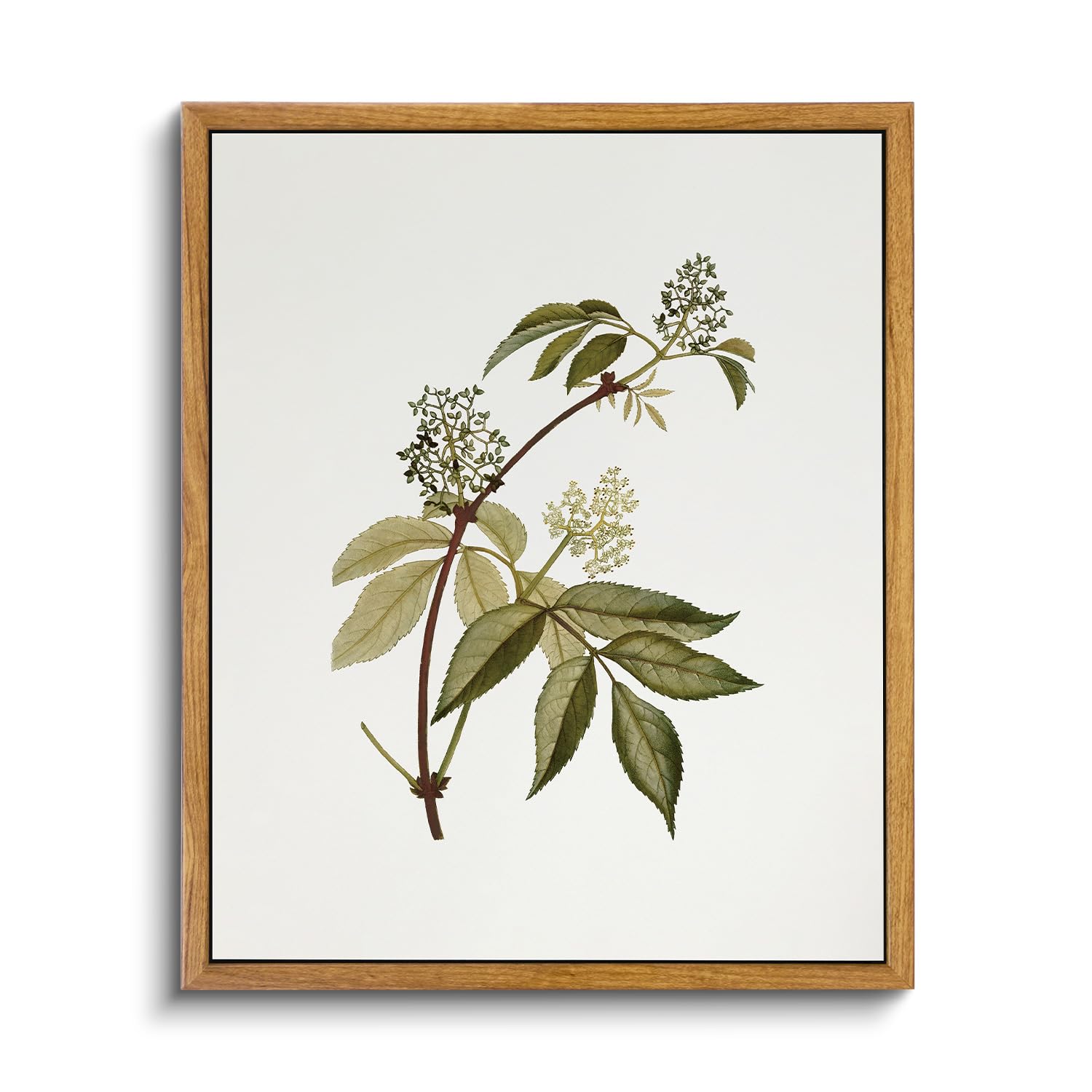 Viyyiea Framed Vintage Botanical Wall Art Prints Sambucus Racemosa Plant Canvas Wall Art Painting Prints Rustic Farmhouse Wall D