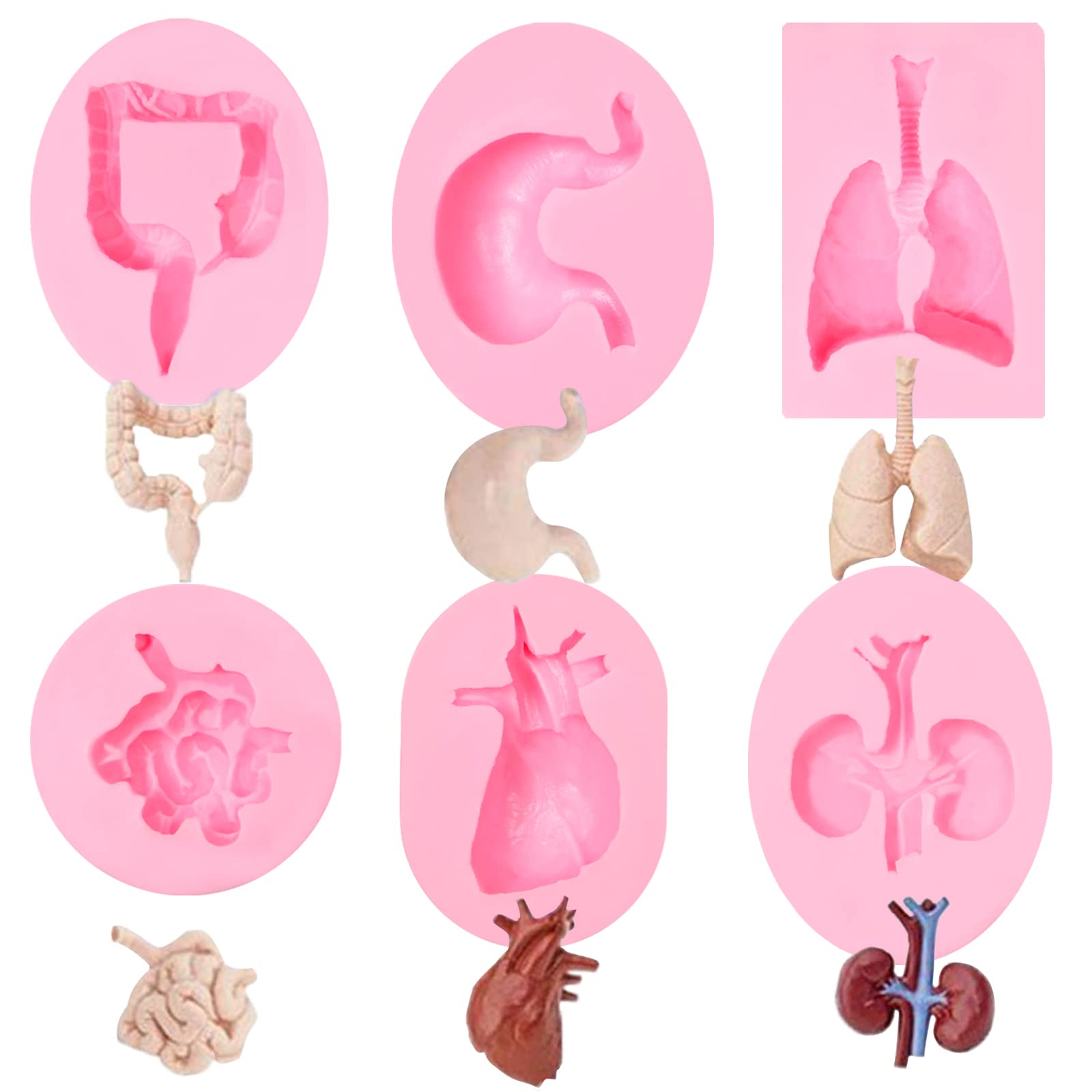 Human Organs Silicone Molds 6 Pcs, Human Organs Shape Silicone Molds Heart Brain Cake Mold Stem Stomach Intestinal Lung Kidney C