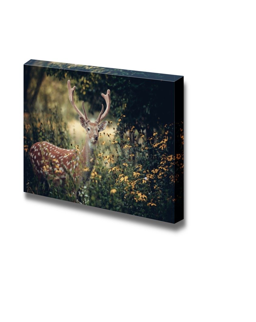 Canvas Prints Wall Art - Whitetail Deer Standing In Autumn Wood Wild Animal Photograph | Modern Wall Decor/Home Decoration Stret