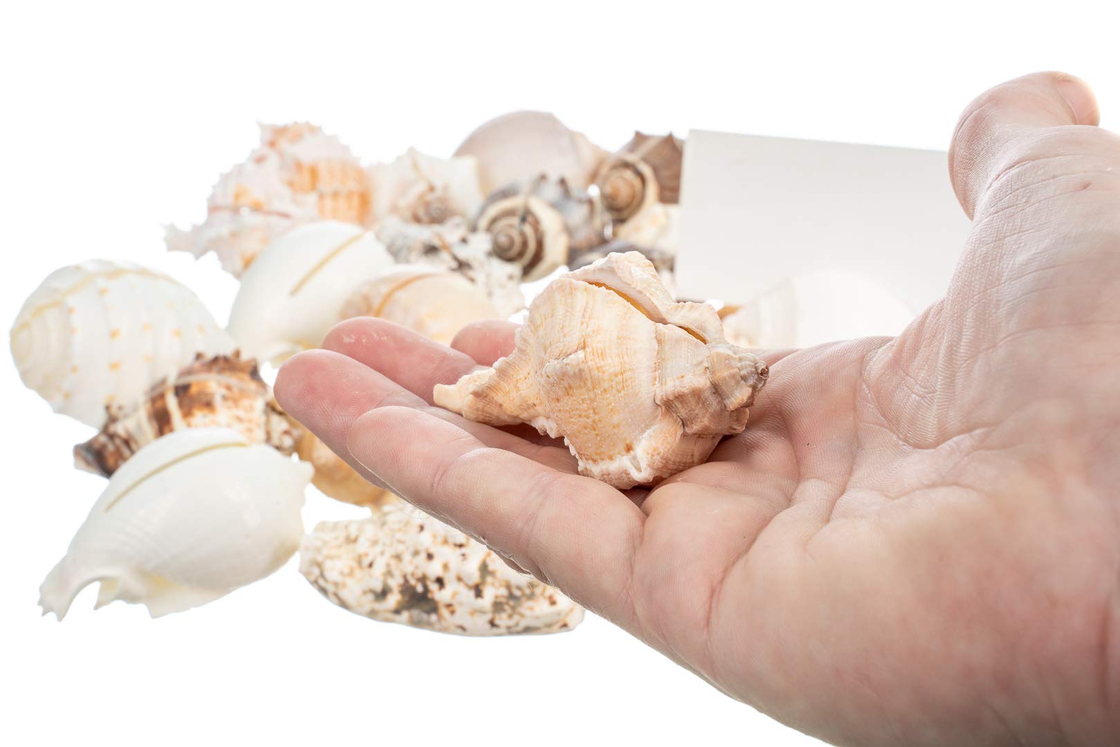 Sea Shell Placecard Holder Set | Cut Shells For Beach Wedding Place Cards | Shells For Wedding Or Event Table Decor | Plus Free