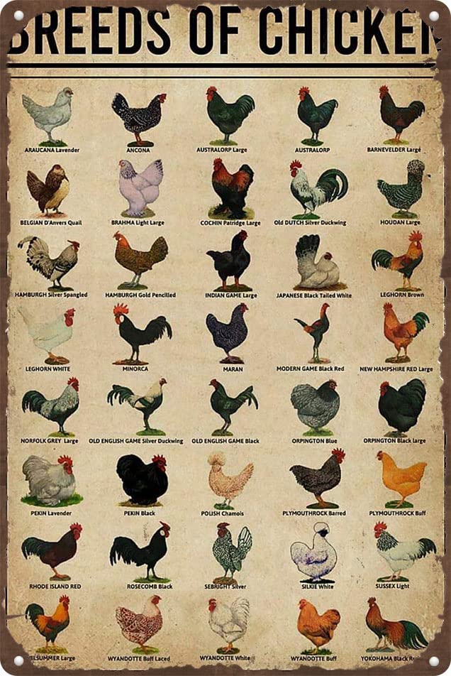 Habilboi Breeds Of Chickens Tin Sign,Vintage Art,Chicken Knowledge Metal Sign Chicken Retro Poster School Farm Cafe Bar Bedroom