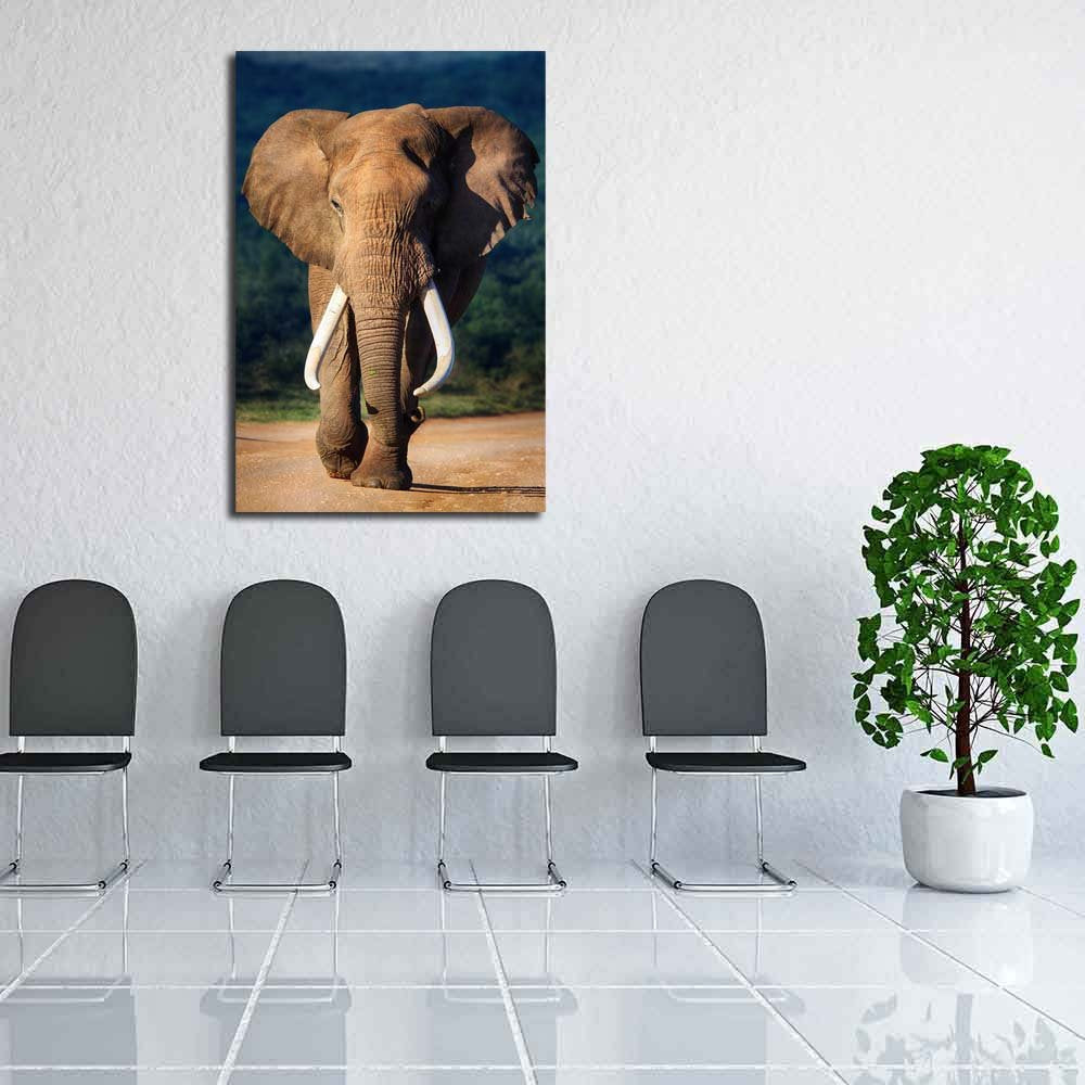 Pitaara Box Elephant with Large Teeth | Peel & Stick Vinyl Wall Sticker for Bedroom & Living Room | 16 x 23.8 inch (41 x 60 cms)