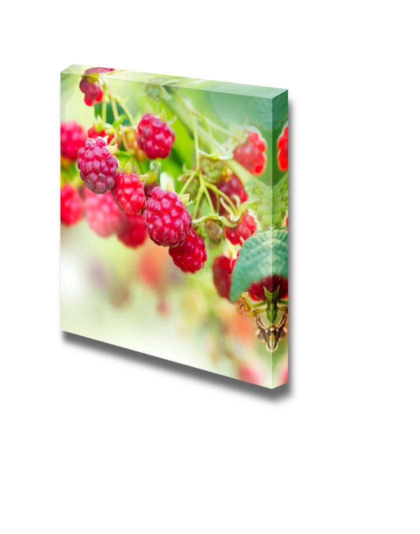 Canvas Prints Wall Art - Raspberry Growing Organic Berries Fresh Fruits | Modern Wall Decor/Home Decoration Stretched Gallery Ca