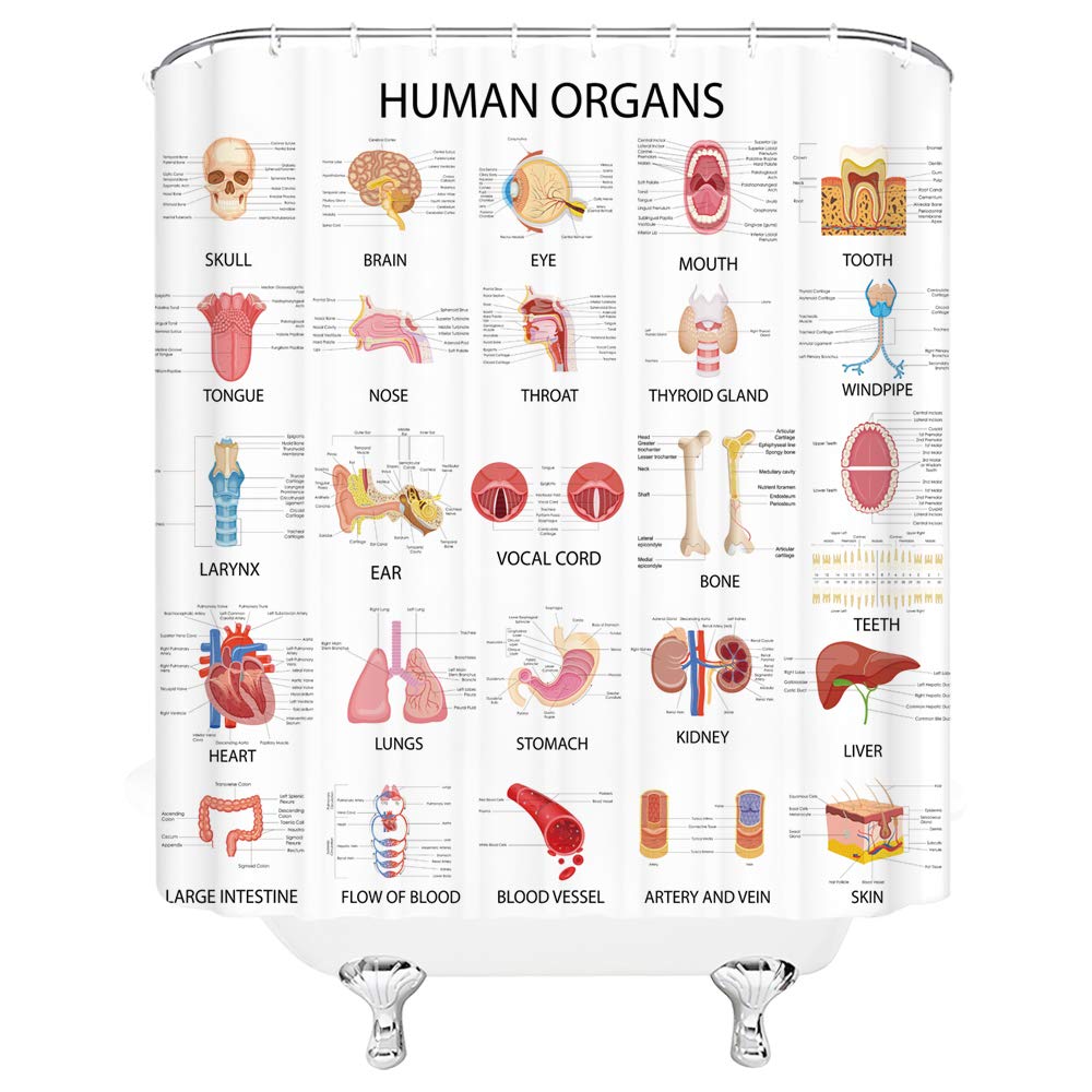 Human Organs Shower Curtain Anatomy Organ Body Complete Chart Structures Life Medical Science Skull Eyes Nose White Fabric Bath