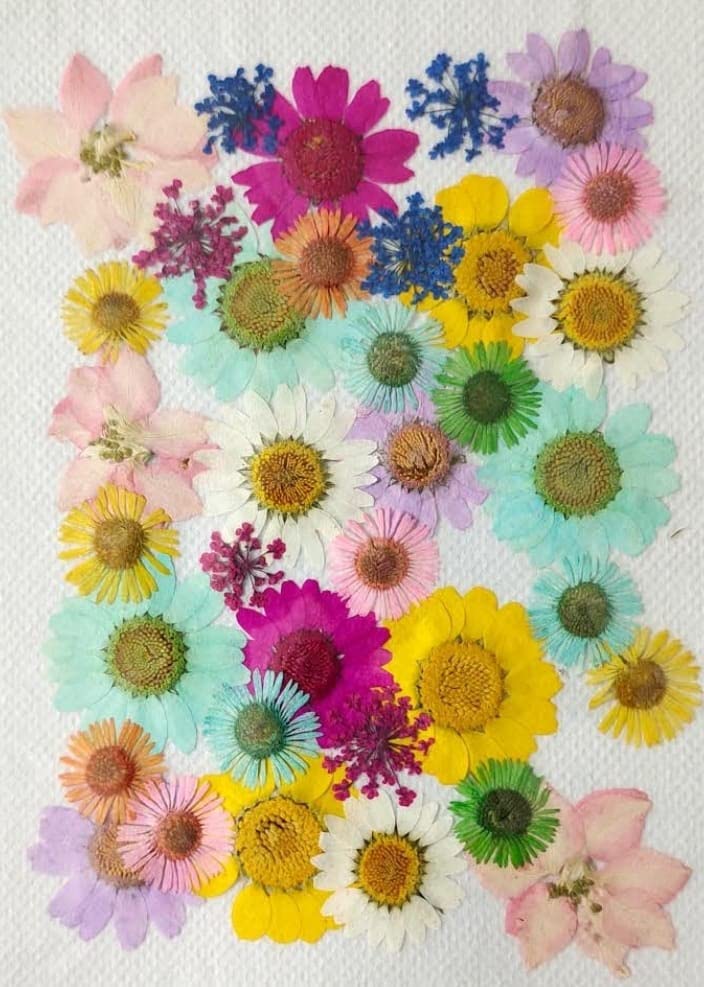 Brightail Infra 36 In 1 Dried Pressed Flowers For Art Craft Mixed Soap, Candle, Scrapbook, Diy, Resin Tray Jewellery, Pendant (M