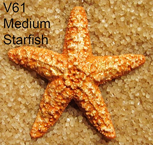 Scott Clark Woolley Medium Starfish Mold