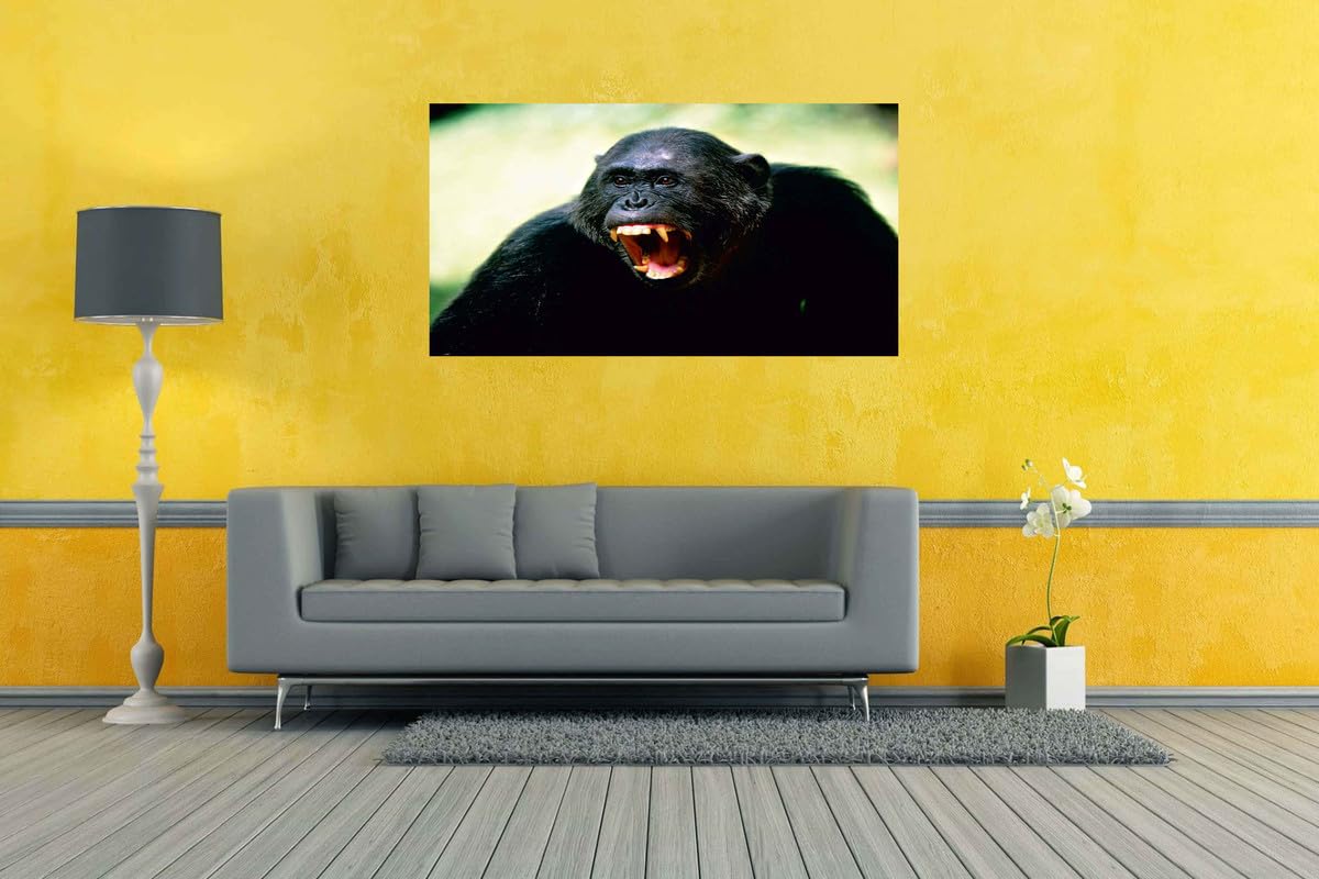 Baldau Prints Monkey Langur Photo Big Size Flex Wall Poster For Room (Gloss Laminated, 24X36 Inch, 300 Gsm) F-315