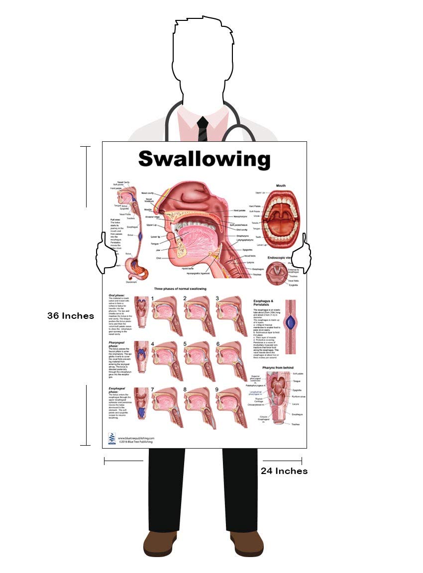 Blue Tree Publishing Swallowing Anatomy Education (24 X 36 Inch)