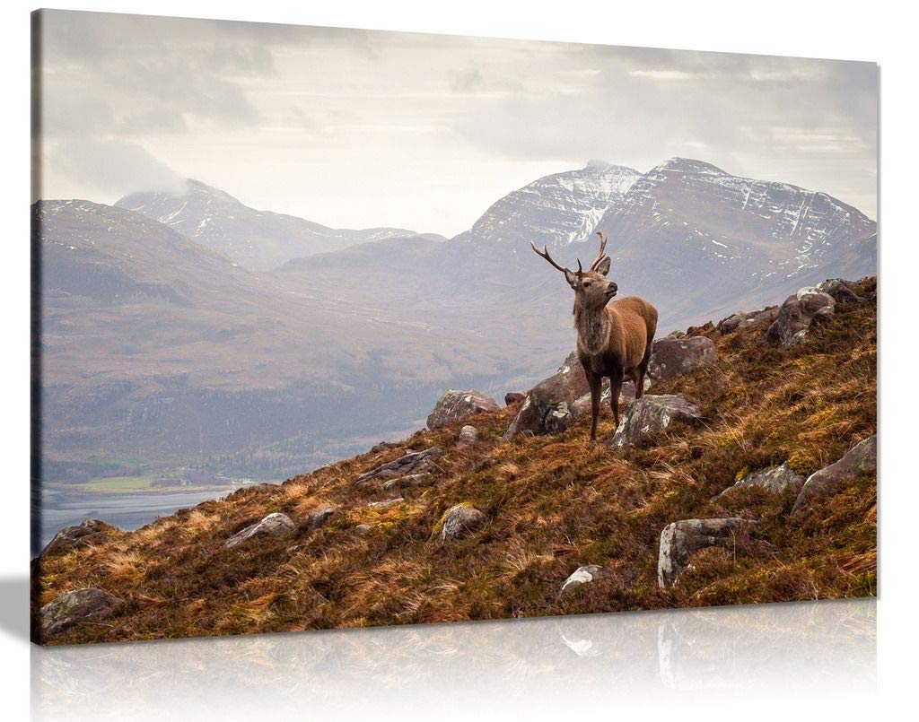 Wild Stag Scottish Highlands Canvas Wall Art Picture Print (36X24In)