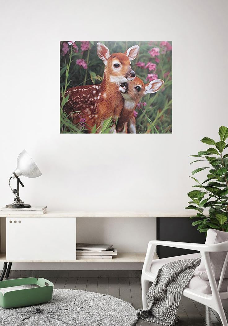 Wild Animal Whitetail Mule Deer Fawn Wall Decor Art Print Poster (16X20)