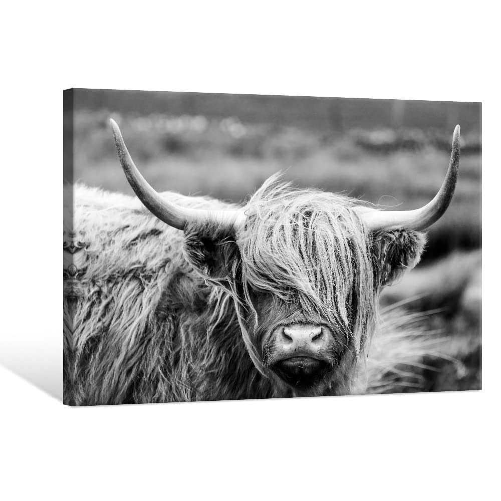 Seven Wall Arts Highland Cow Photography Wildlife Portrait Picture Black And White Closeup Animal Print Scottish Highland Cattle