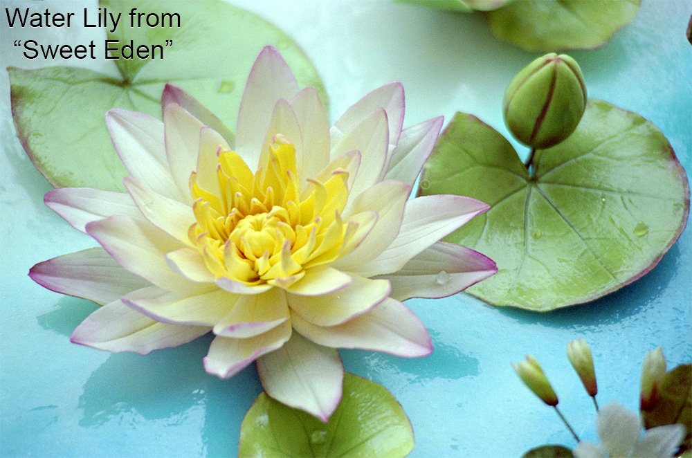 Water Lily Petal Cutter Set By Wsa