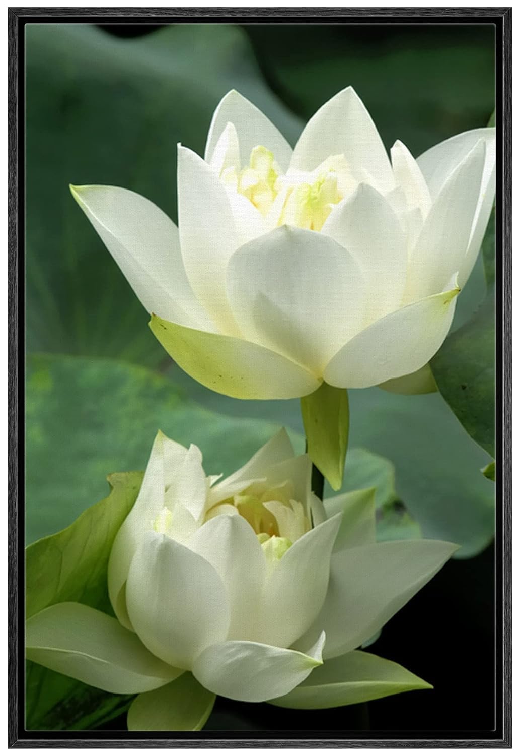 Wall26 Framed Canvas Prints Wall Art - White Lotus Flower And Green Lotus Leaf | Modern Wall Decor/Home Art Stretched Gallery Wr