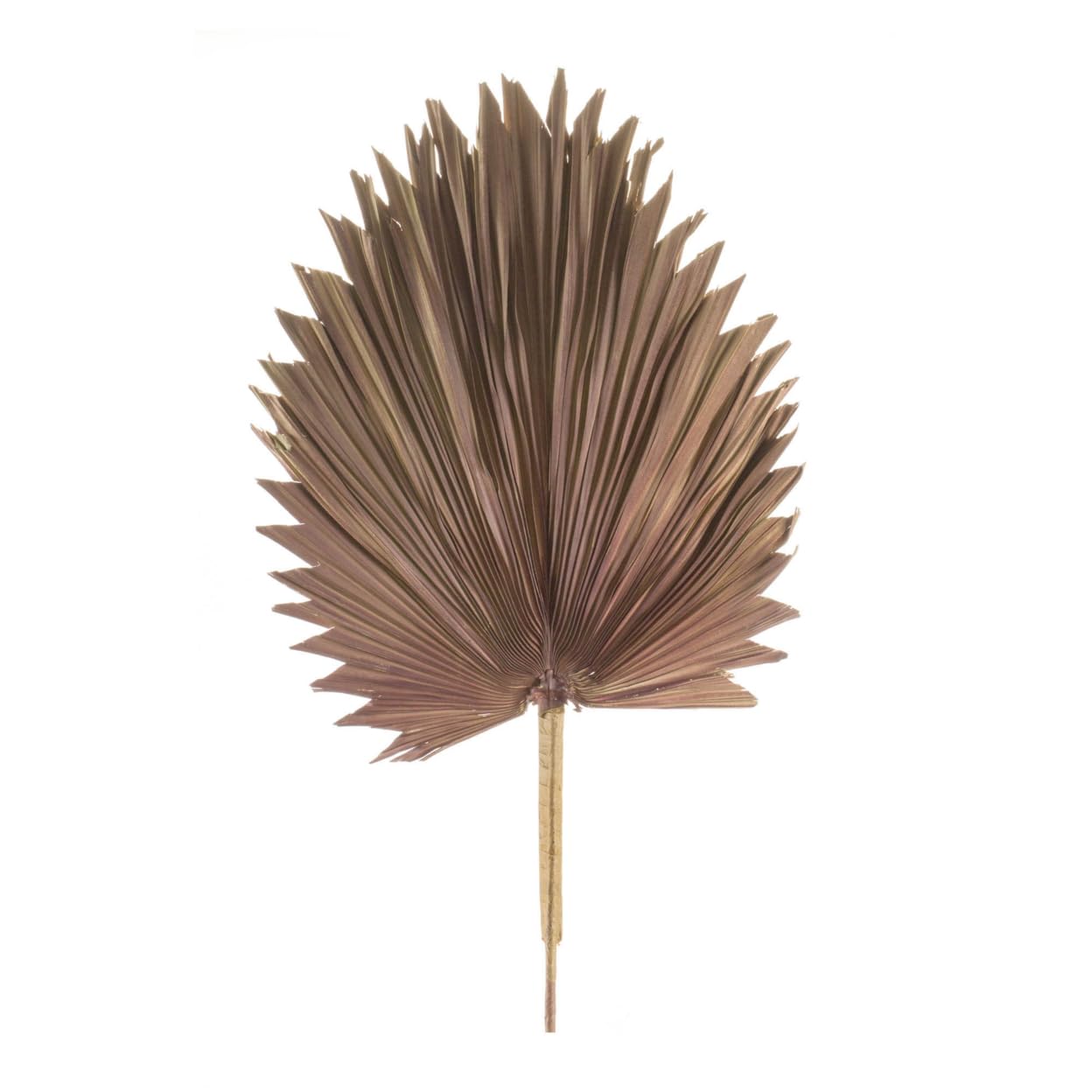 Melrose Modern Home Decorative Fan Palm Leaf (Set of 6) 42 H Natural Palm