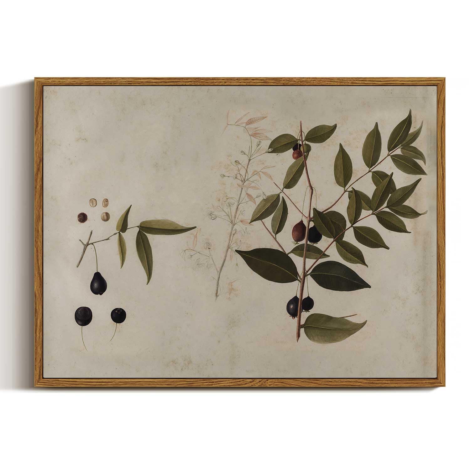 Viyyiea Botanical Framed Wall Art, Plant Vintage Art Decor Room Aesthetic, 12X16 Inch Canvas Print Art, Watercolor Still Life Pa