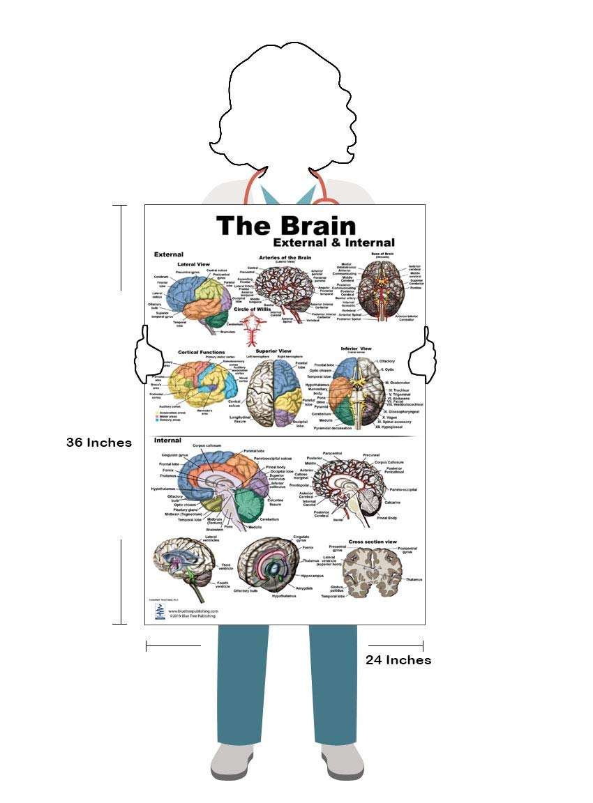 Blue Tree Publishing Inc., Brain Charts (Brain Poster L)