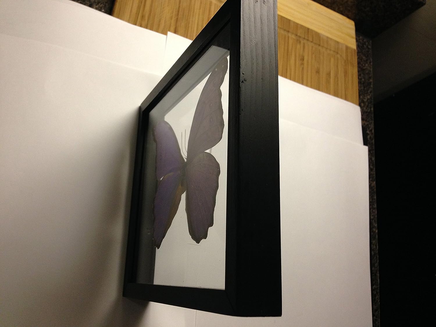 Ben the Butterfly Guy Blue Morpho Butterfly Framed and Mounted in Black Display
