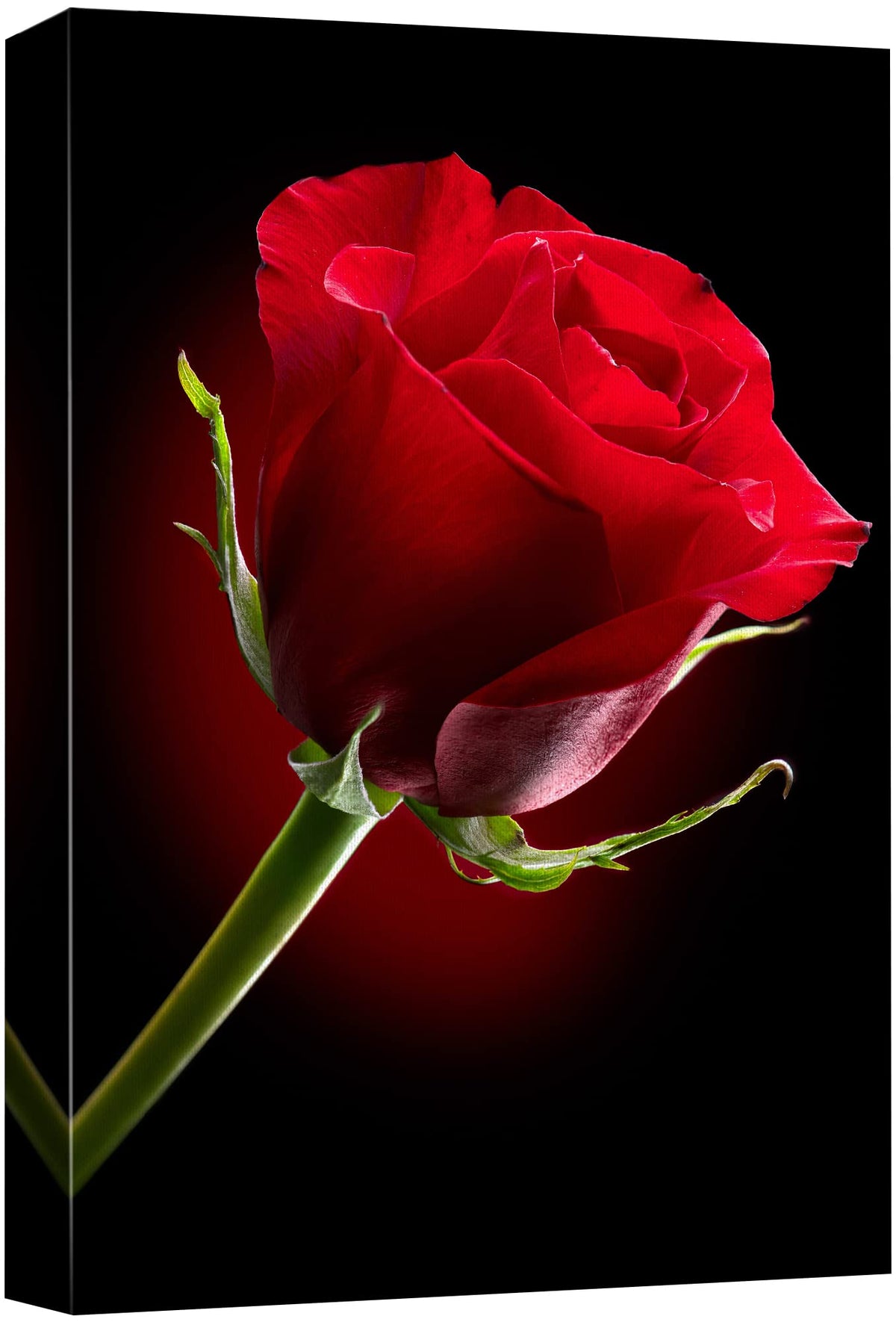 Canvas Prints Wall Art - Closeup Of Red Rose Flower Against Black Background | Modern Wall Decor/Home Decoration Stretched Galle