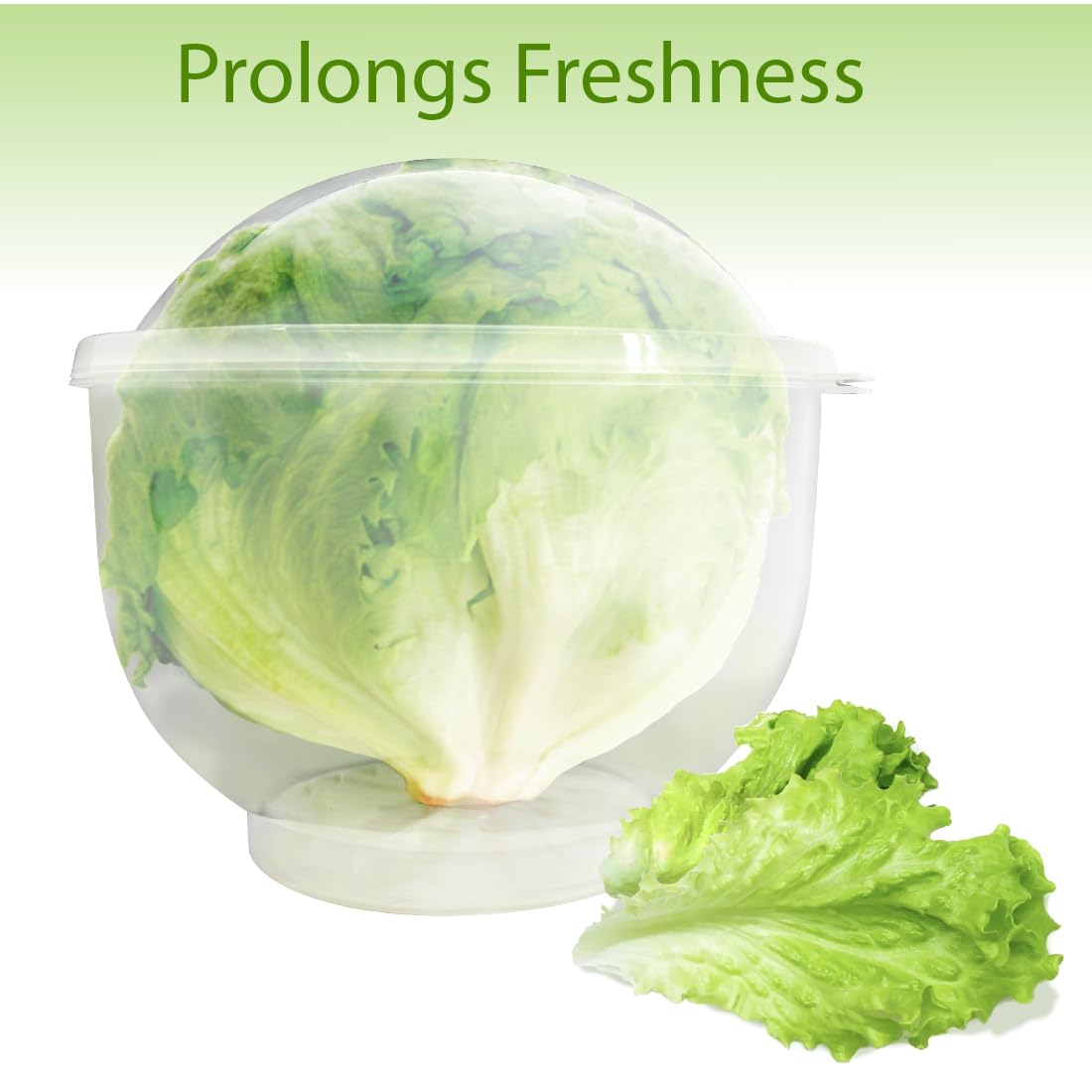 Trenton Gifts Lettuce And Vegatable Storage Keeper | 7'' X 8 ...