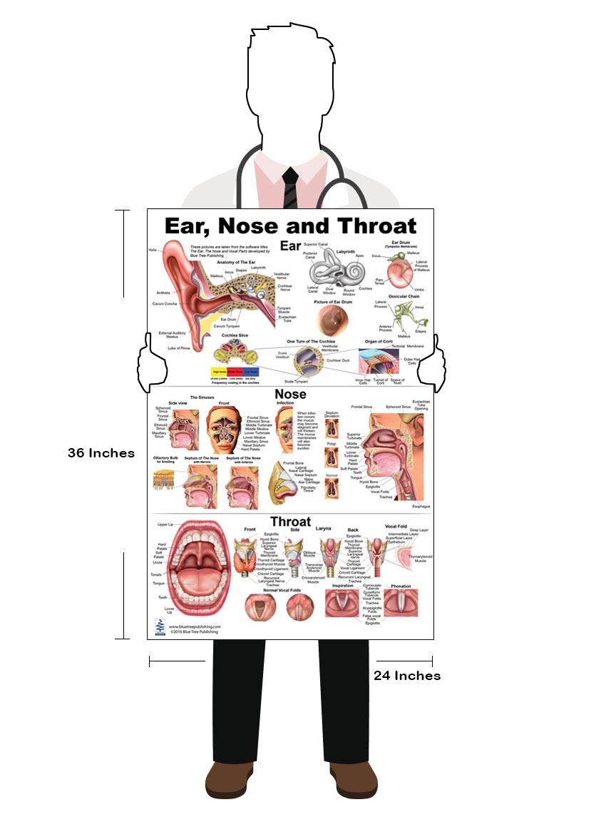 Blue Tree Publishing Ear Nose Throat Anatomy Poster 24X36Inch, Otolaryngology