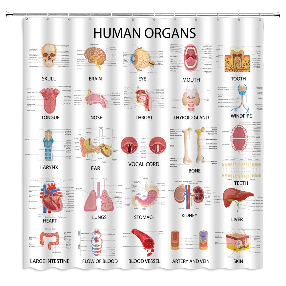 Human Organs Shower Curtain Anatomy Organ Body Complete Chart Structures Life Medical Science Skull Eyes Nose White Fabric Bath