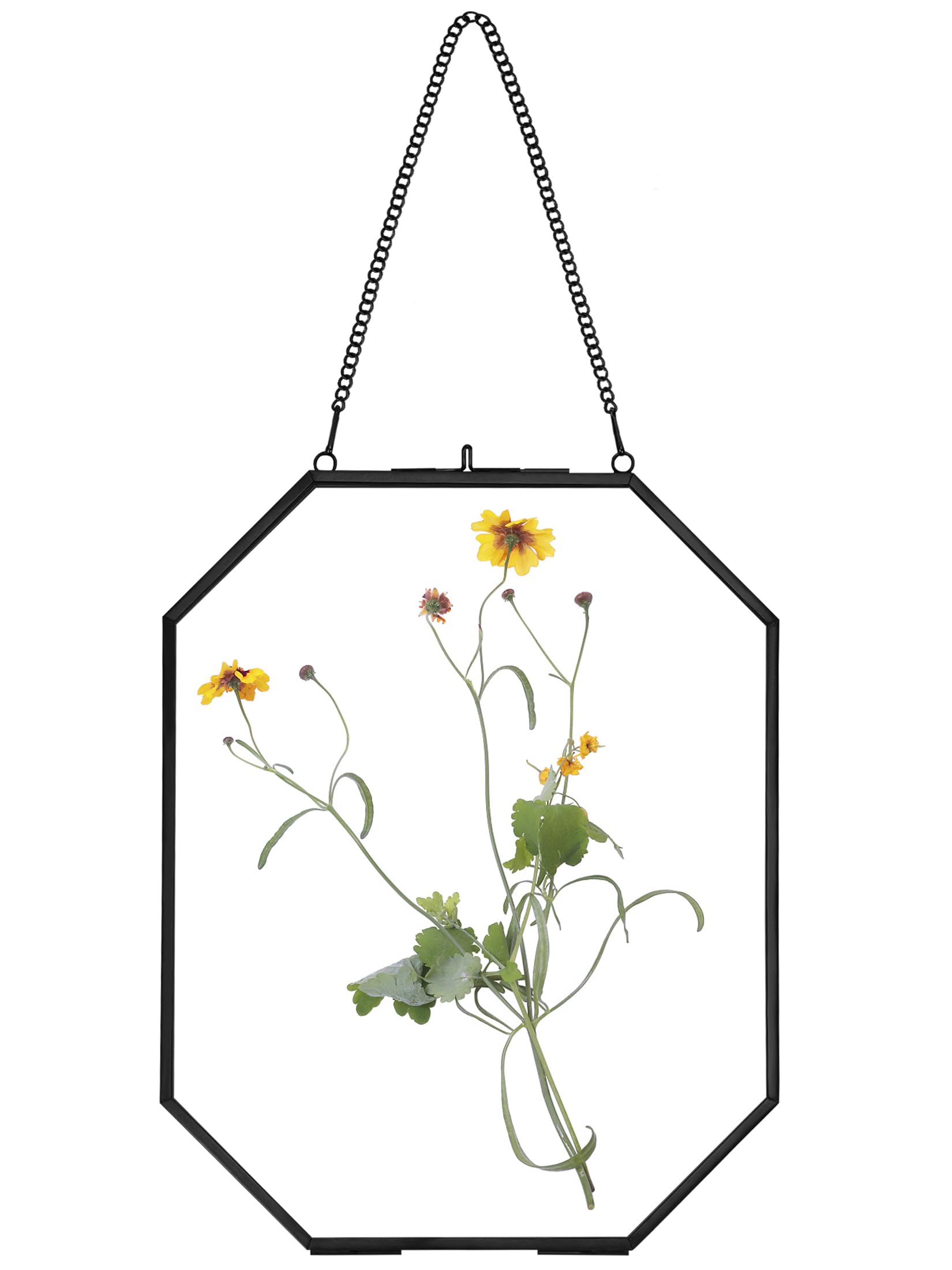 REDHUGO Pressed Flower Frames, Glass Floating Frames for Display Dried Plant Specimen Picture, Hanging Brass Photo Frame with Ch