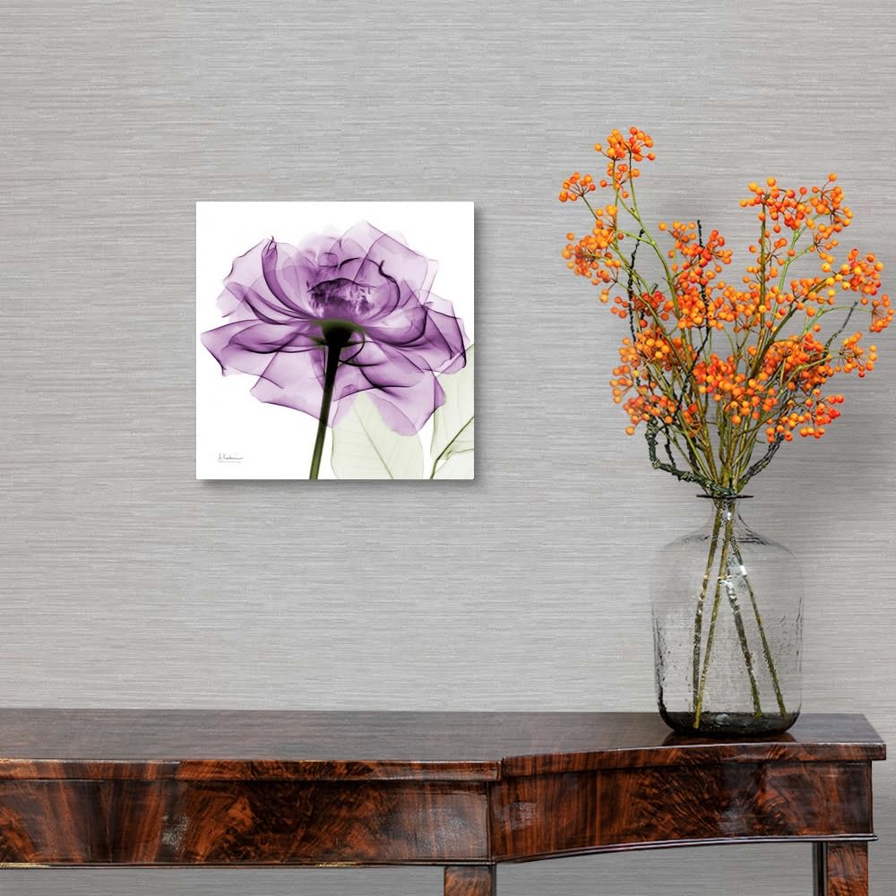 Canvas On Demand Purple Rose X-Ray Photograph Canvas Wall Art Print By Albert Koetsier, Home Decor, Artwork, 10''X10''