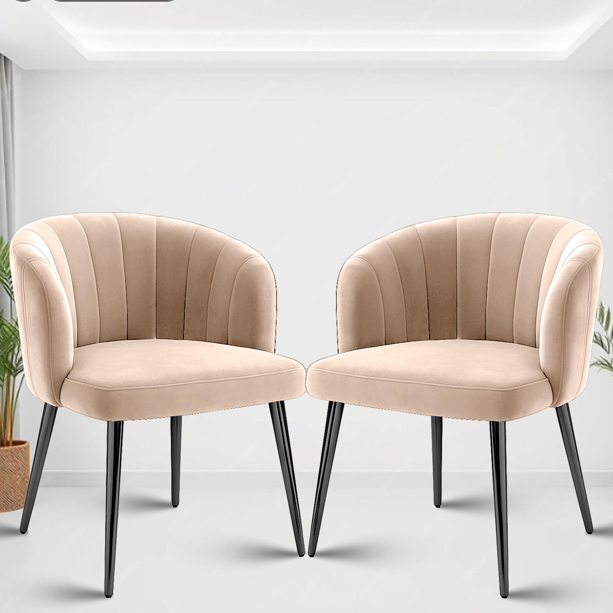 Rose Fire Cafe Chair | Kitchen | Breakfast | Living Room | Modern Velvet Dining Chair | Restaurants Chairs (2, Classic Cream, Pl