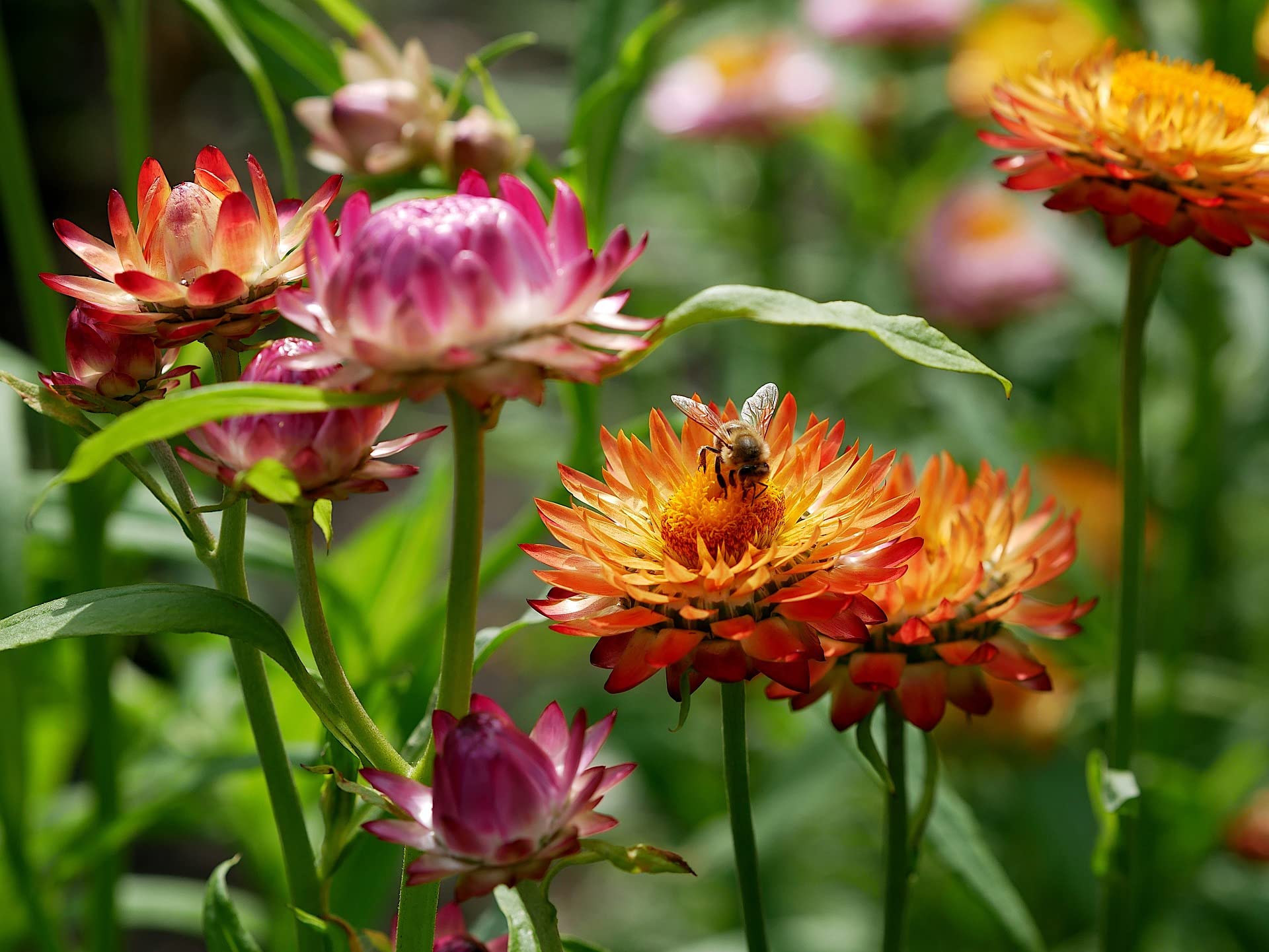 Set Of 50 Assorted Flower Seed Packets Flower Seeds In Bulk - 10 Varieties Available