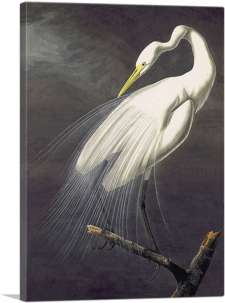 Artcanvas Great Egret Canvas Art Print Stretched Framed Painting Picture Poster Giclee Wall Decor By John James Audubon - 12'' X