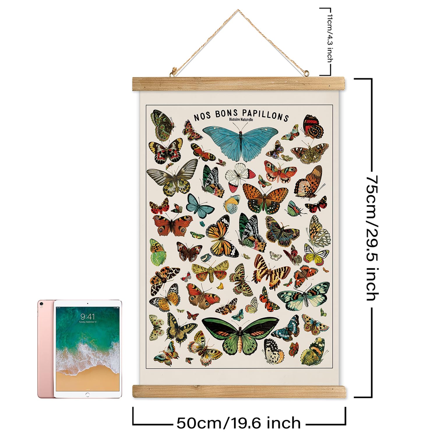 Xiaoaika Vintage Butterfly Species Poster - Illustrated Educational Chart With Wooden Frame - Entomology Wall Art For Nature Lov
