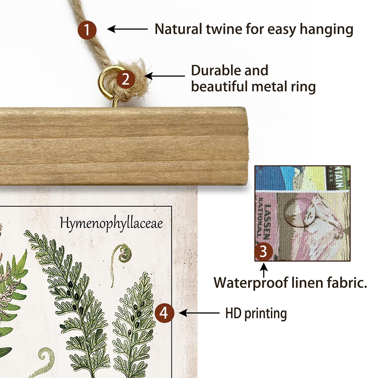Xiaoaika Botanical Fern Varieties Poster - Vintage Illustrated Guide With Wooden Frame - Educational Plant Wall Art For Home, Of