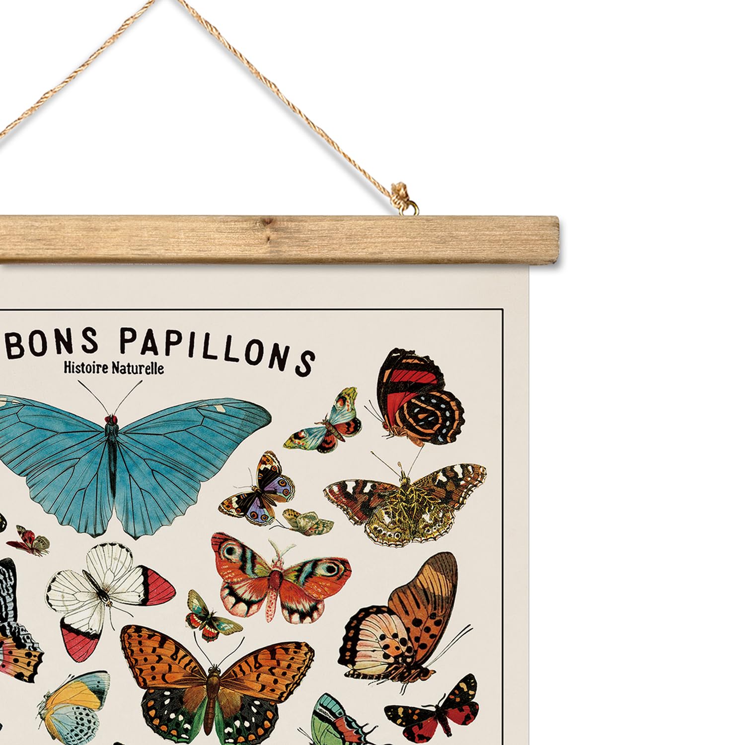 Xiaoaika Vintage Butterfly Species Poster - Illustrated Educational Chart With Wooden Frame - Entomology Wall Art For Nature Lov