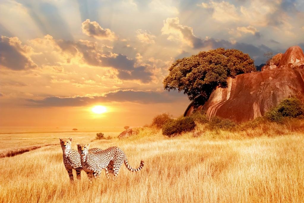 Cheetahs In The African Savanna At Sunset Cheetah Pictures Wall Decor Jungle Animal Pictures For Wall Posters Of Wild Animals Sa