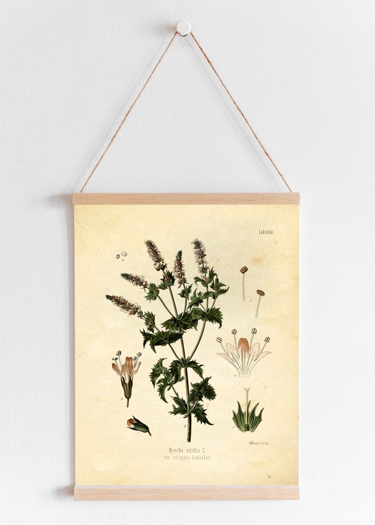 Ink Inc. Vintage Botanical Prints  Tea Wall Art Tea  Mate  Chamomile  Mint  Set of 4 8x10 Unframed