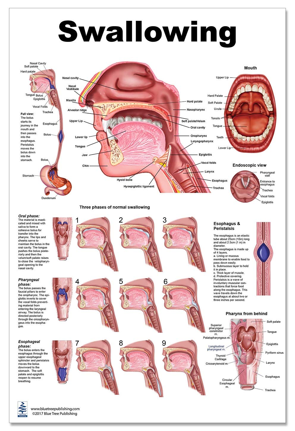 Blue Tree Publishing Swallowing Anatomy Education (24 X 36 Inch)