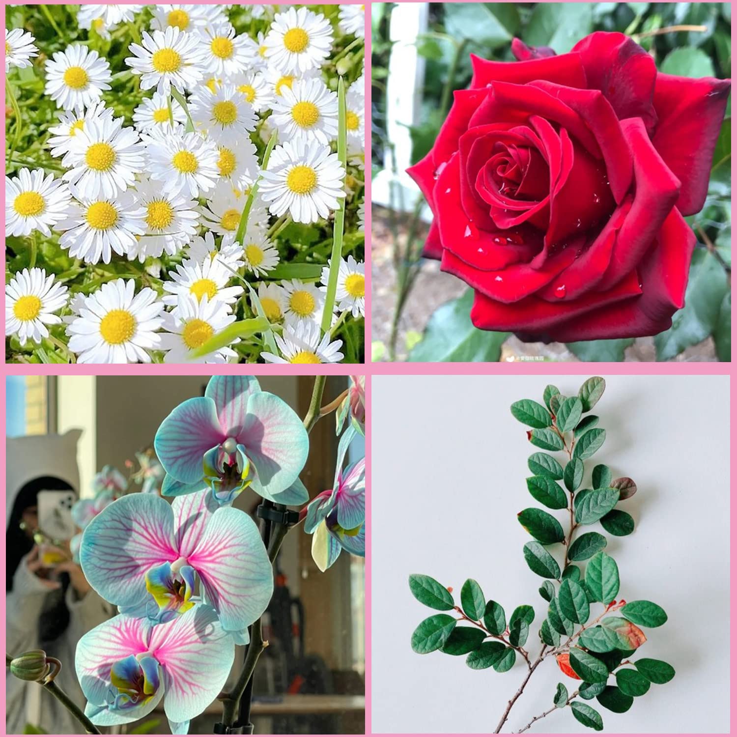 Zixiang Gumpaste Flower Silicone Veining Mold Rose Veined Fondant Mold Gum Paste Peony Flower Mold Plumeria Daisy Orchid Molds F
