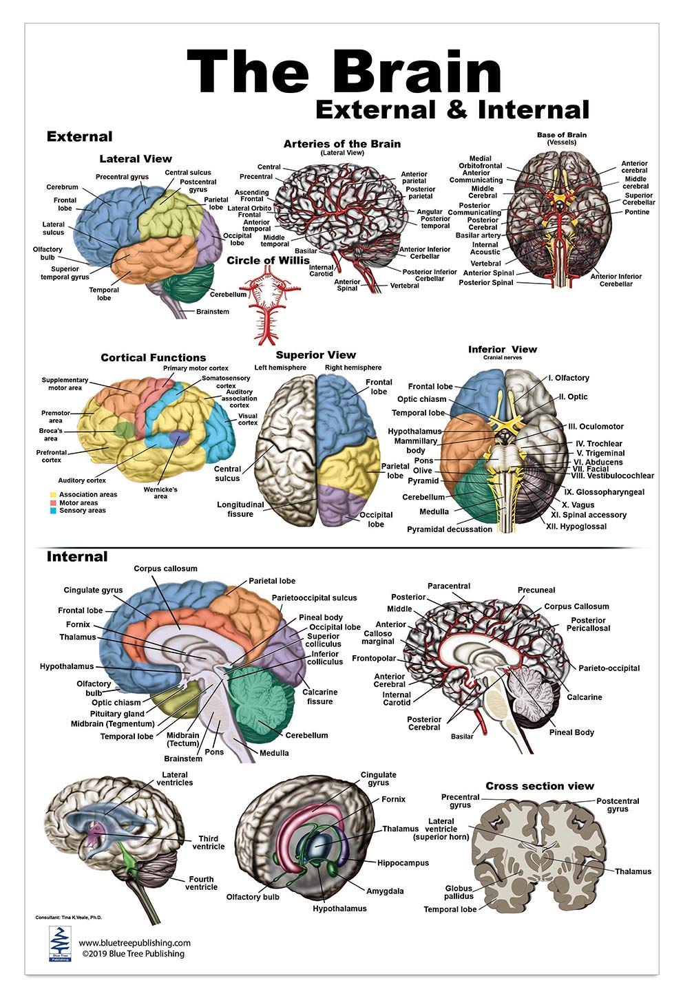 Brain Webchart Blue Tree Publishing Inc., Brain Charts (Brain Poster L) – Homenkitchenshop