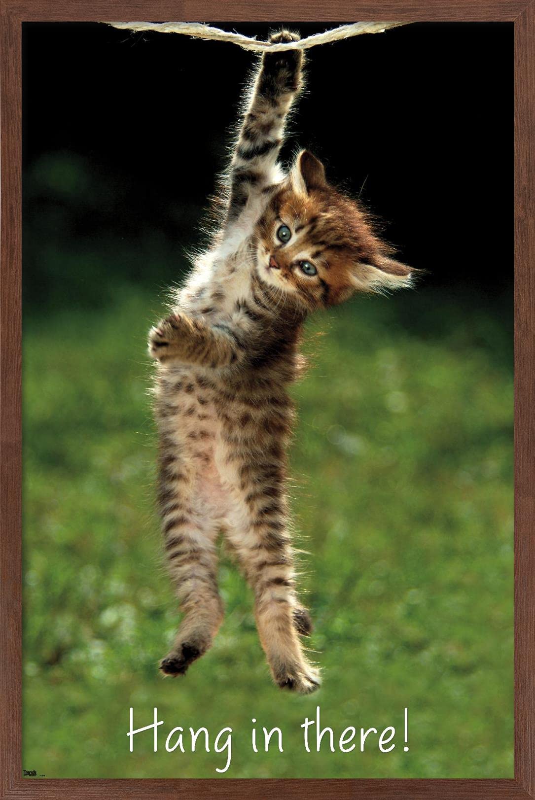 Trends International Famous Kitten Hang In There Poster Wall Poster, 22.37'' X 34.00'', Mahogany Framed Version