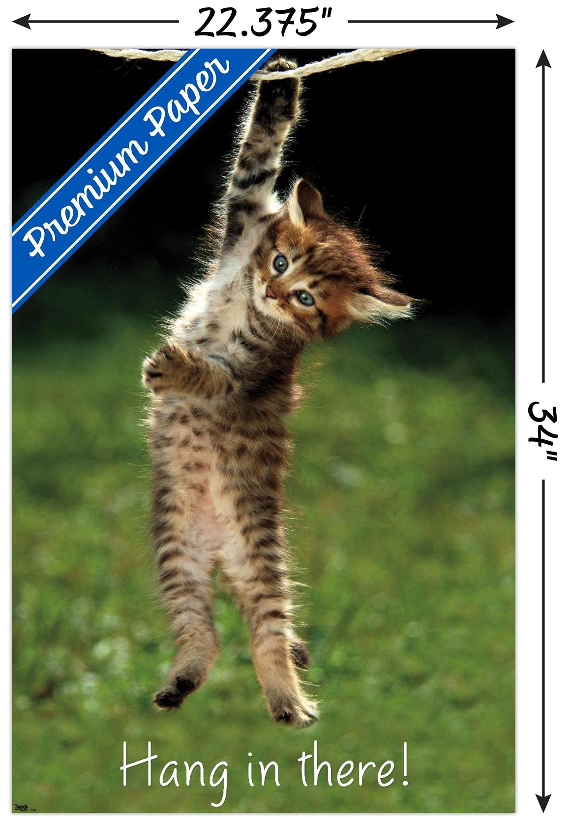 Trends International Famous Kitten Hang In There Poster Wall Poster, 22.37'' X 34.00'', Premium Poster & Mount Bundle