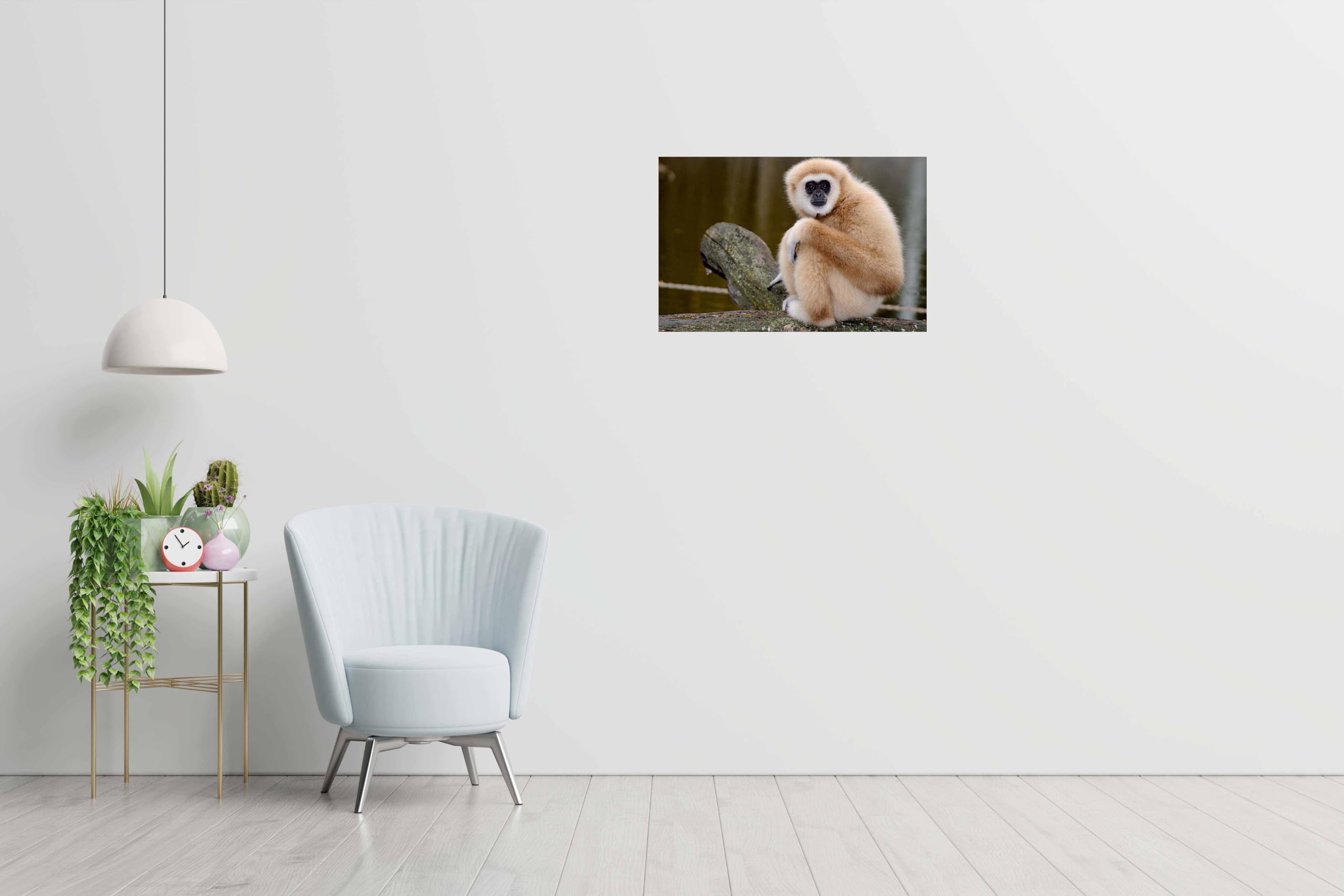 Baldau Prints Monkey Langur Photo Wall Poster For Room (Gloss Laminated, 12X18 Inch, 300 Gsm) F-327