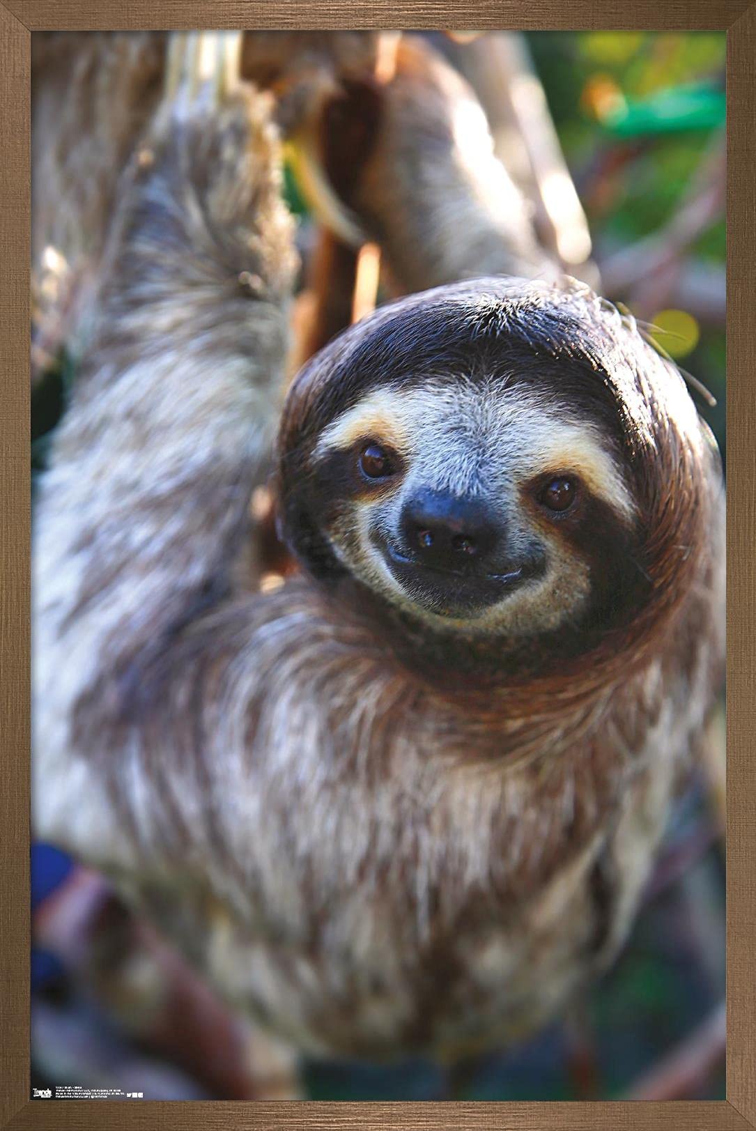 Trends International Sloth - Smile Wall Poster, 22.375'' X 34'', Bronze Framed Version