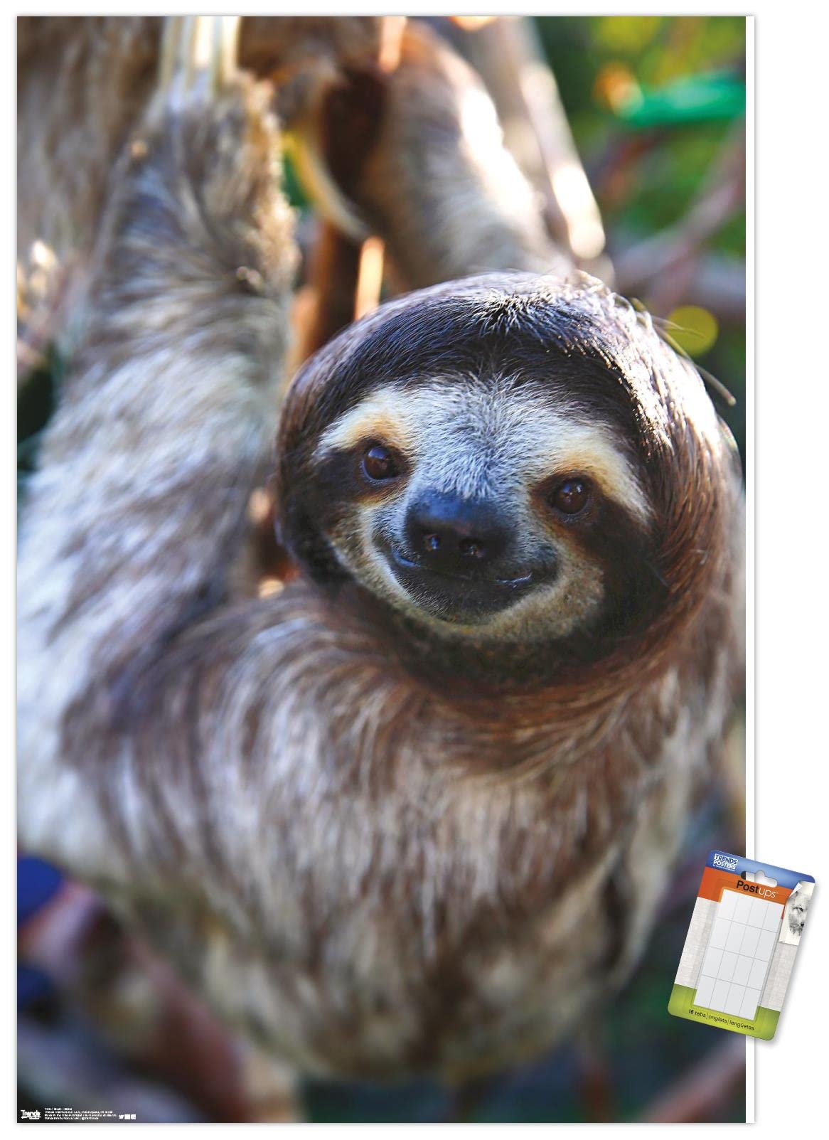 Trends International Sloth - Smile Wall Poster, 14.725'' X 22.375'', Premium Poster & Mount Bundle