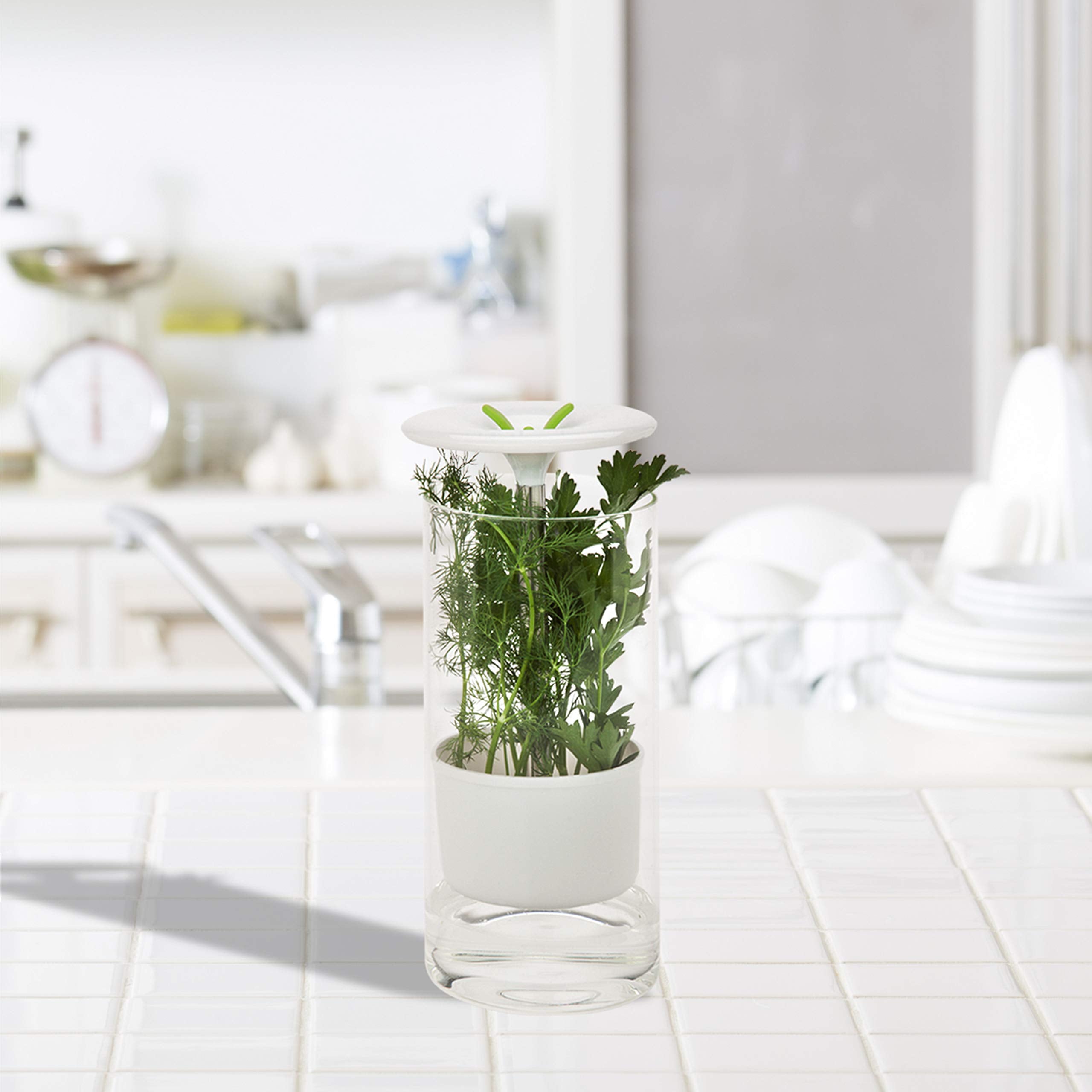 Honey-Can-Do Glass Herb Preserver, Clear/White, Medium