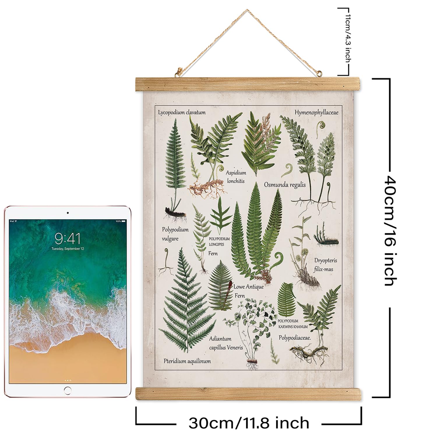 Xiaoaika Botanical Fern Varieties Poster - Vintage Illustrated Guide With Wooden Frame - Educational Plant Wall Art For Home, Of