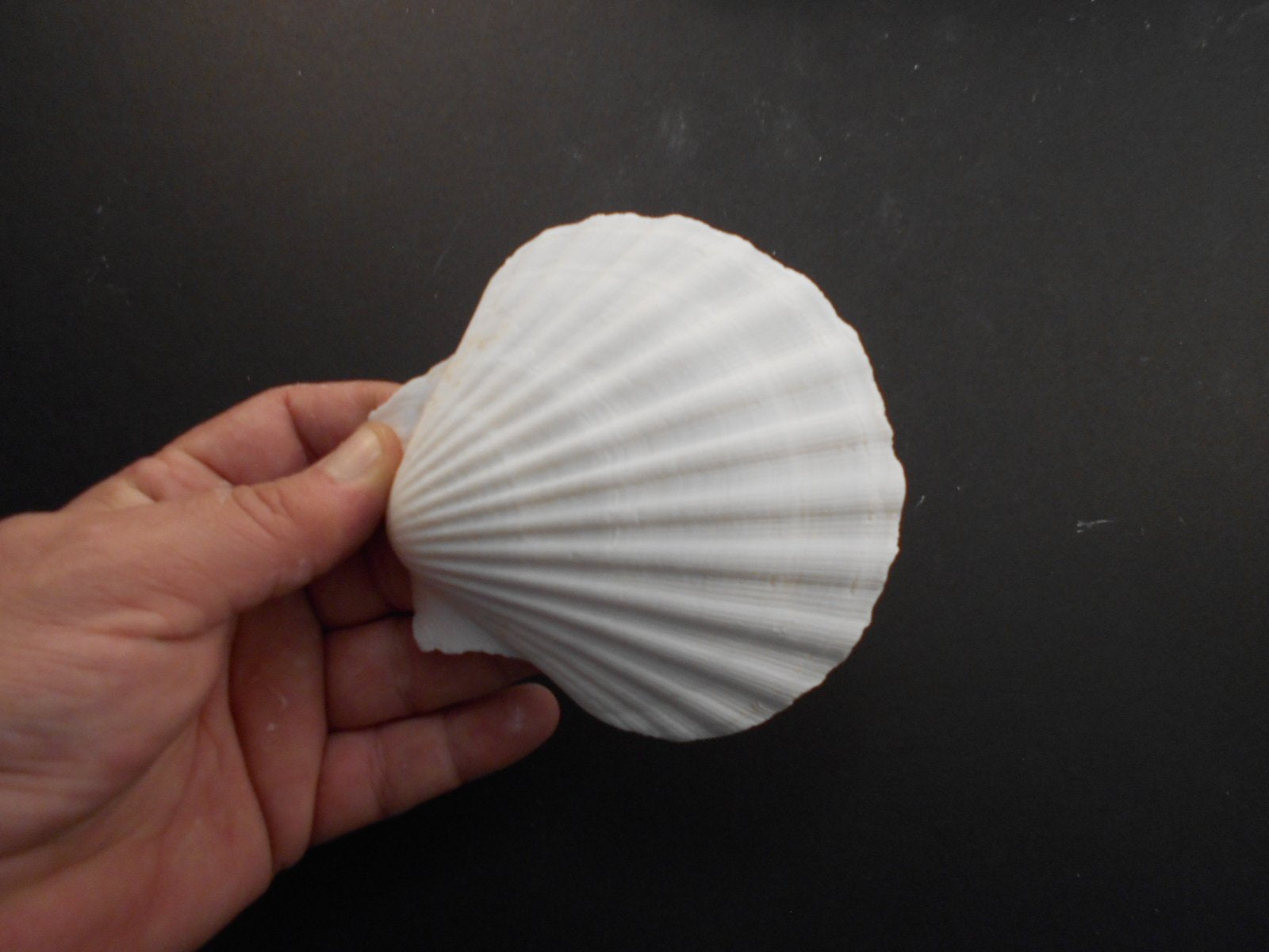 Set Of 8 Large White Baking Scallop (3.5''-4'') Restaurant Quality Real Seashells Beach Wedding Coastal Crafts And Decor - Flori