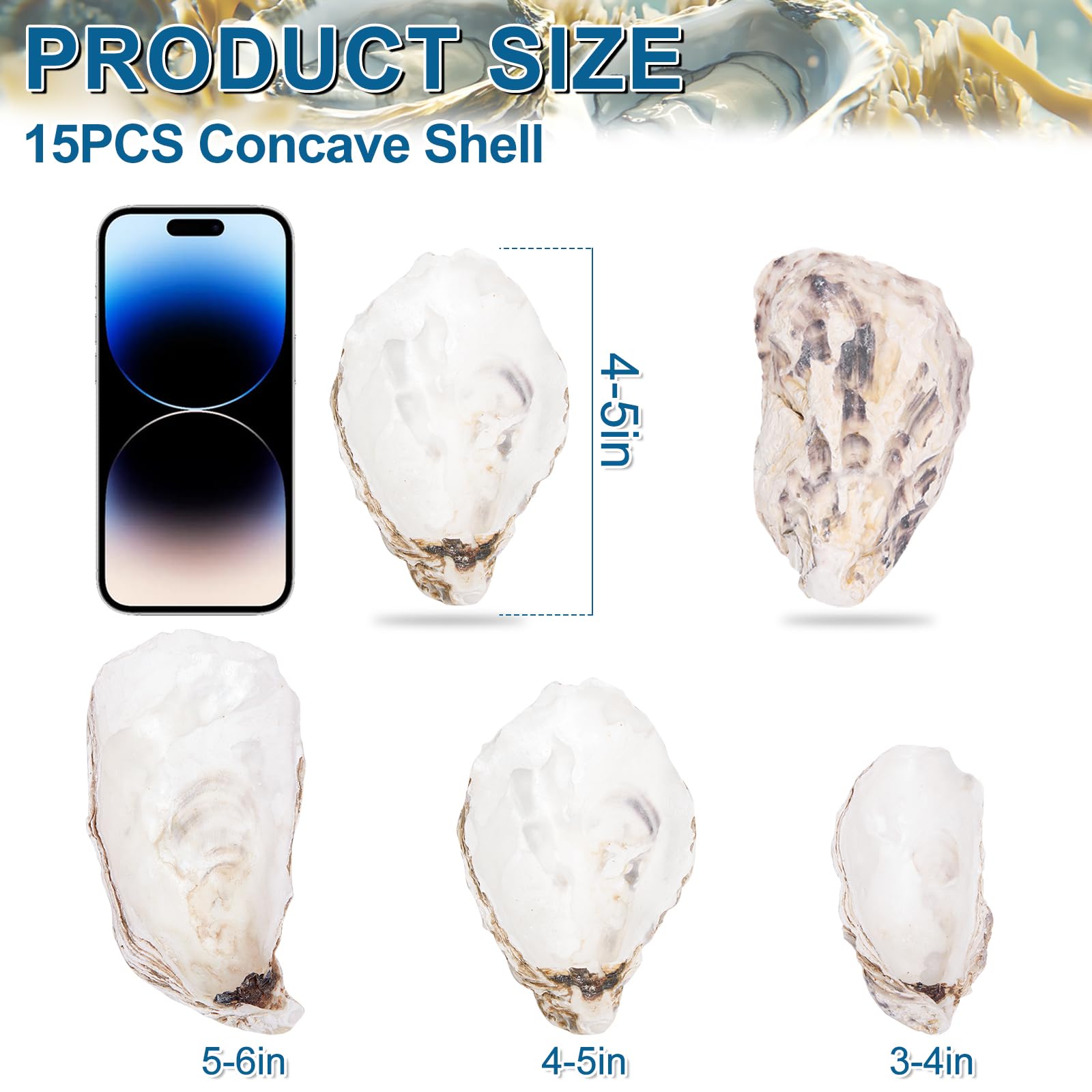 15PCS Oyster Shells 4-5 Concave Oyster Shells for Crafts Natural Oyster Shells Bulk, for Home Vase Filler, Xmas Ornaments, DIY A