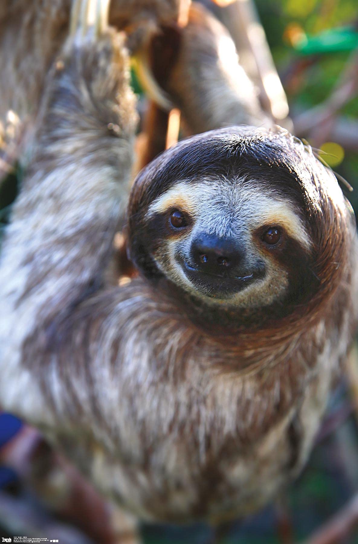 Trends International Sloth - Smile Wall Poster, 14.725'' X 22.375'', Premium Unframed Version